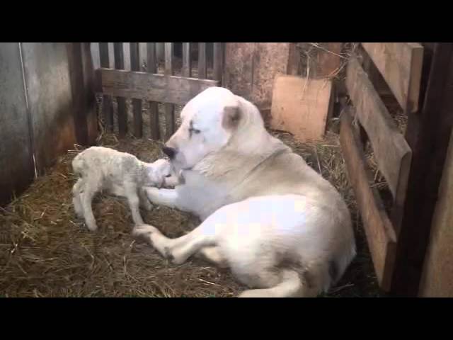 Грозный алабай опекает барашка