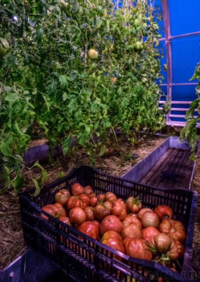 Только-что с куста