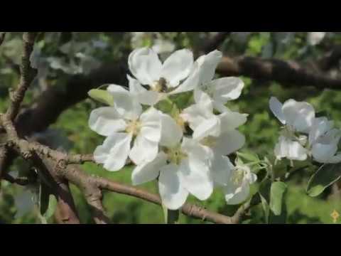 Цветущие сады Валаама