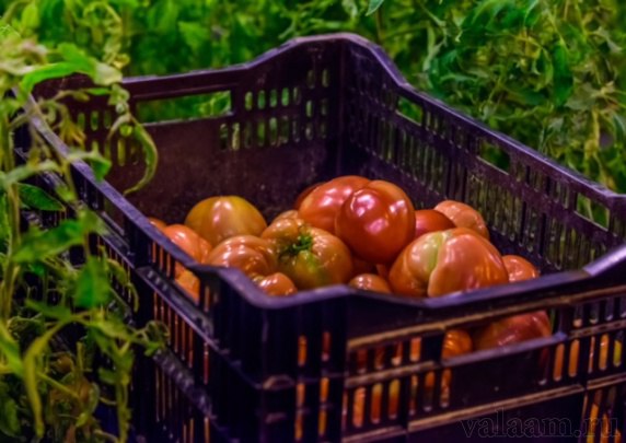 Ящик среди кустов