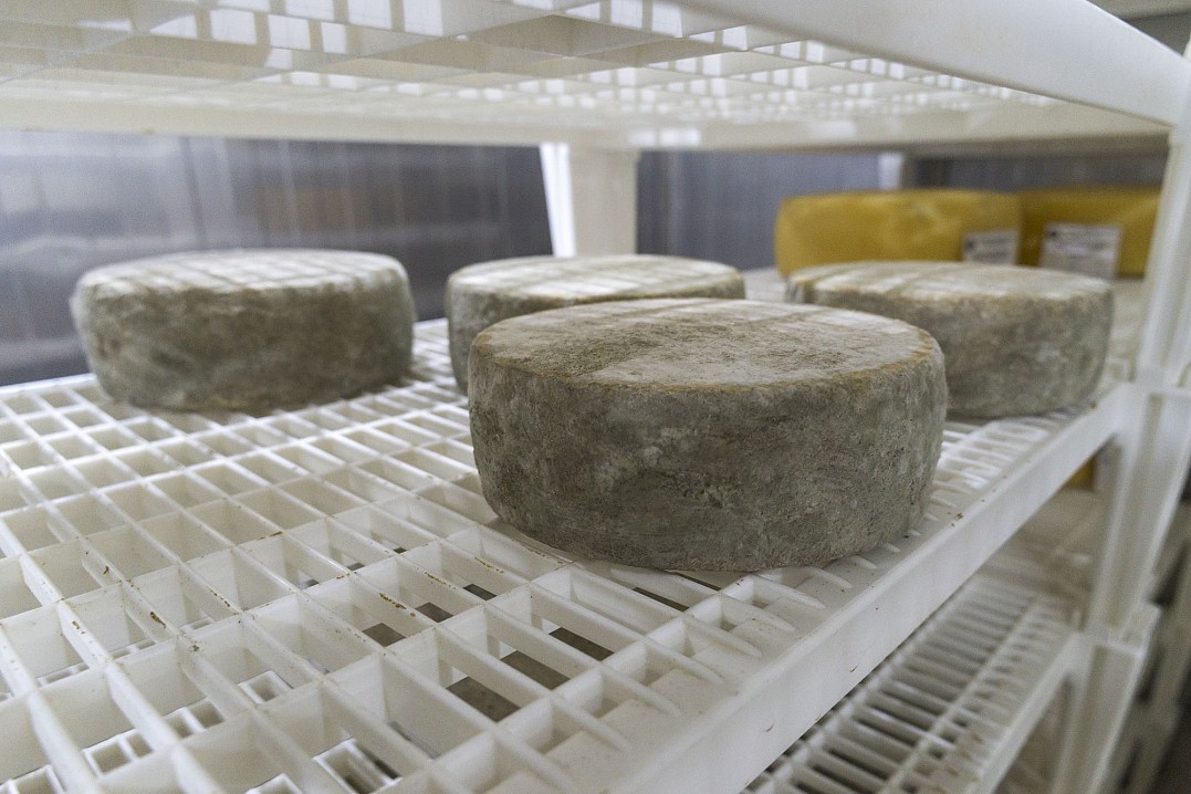 Несколько головок козьего сыра в помещении сыроварни. Он пока ещё зреет.