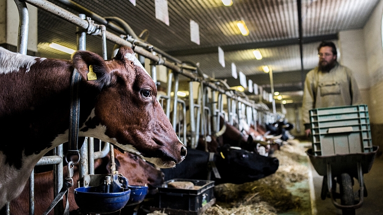 Записки дояра Валаамской фермы (часть первая)