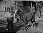 Первая русская лошадь, пойманная на Валааме. Сентябрь 1941 года. Из материалов Финского военного фотоархива SA-Kuva
