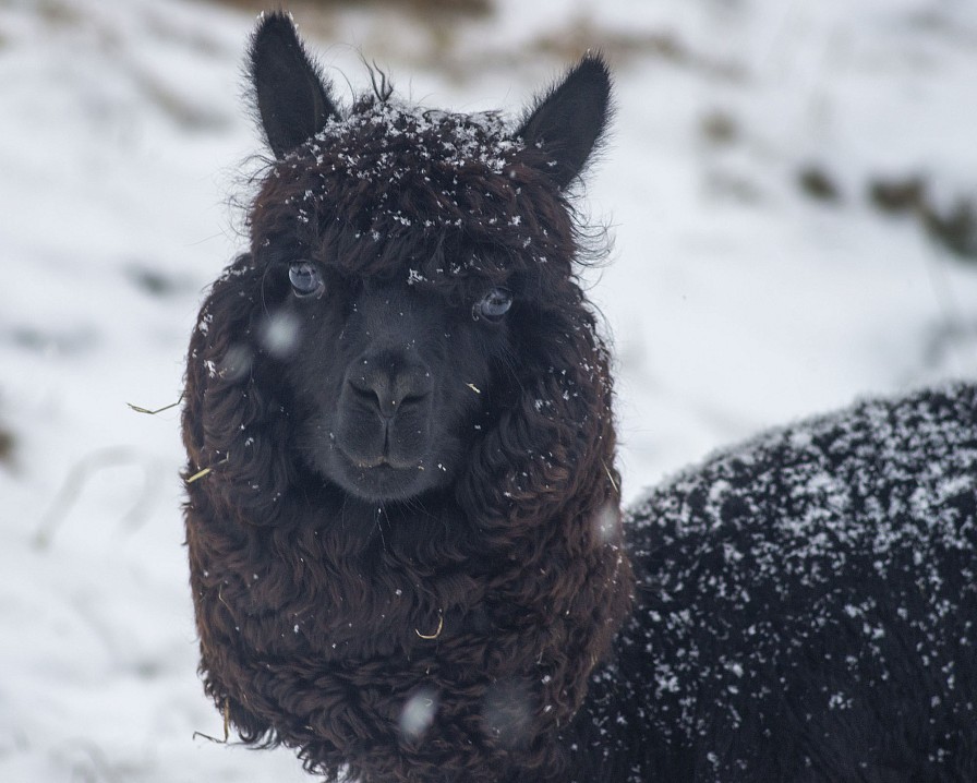 Альпака по кличке Мавр. Интересно, как этих животных стригут (если стригут) на родине, в Южной Америке? У нас этим занимался, похоже, специалист по стрижке собак.