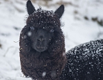 Альпака по кличке Мавр. Интересно, как этих животных стригут (если стригут) на родине, в Южной Америке? У нас этим занимался, похоже, специалист по стрижке собак.