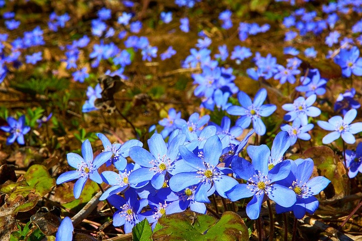 Первые цветы