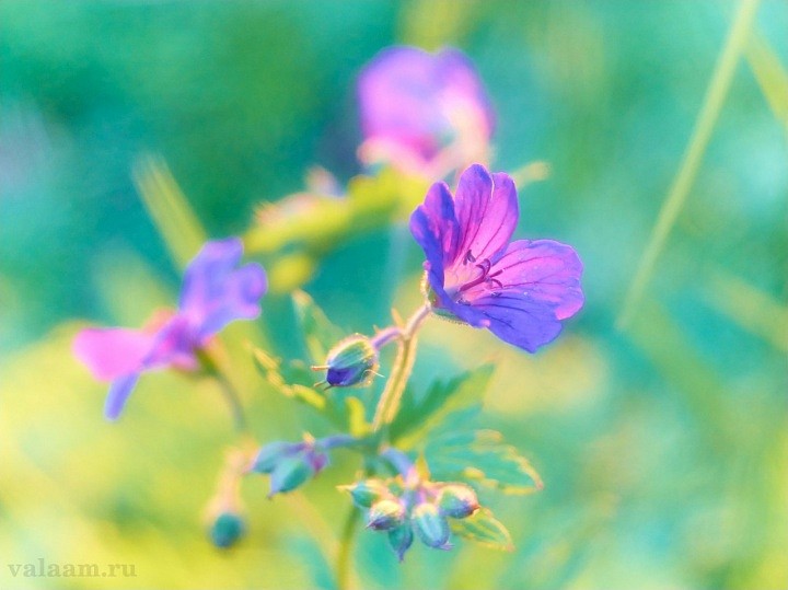 Первые цветы