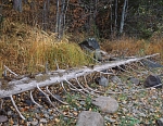 Сухая ель