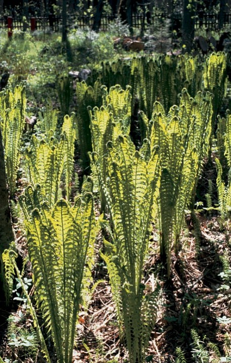 Заросли папоротника. 1991 г.