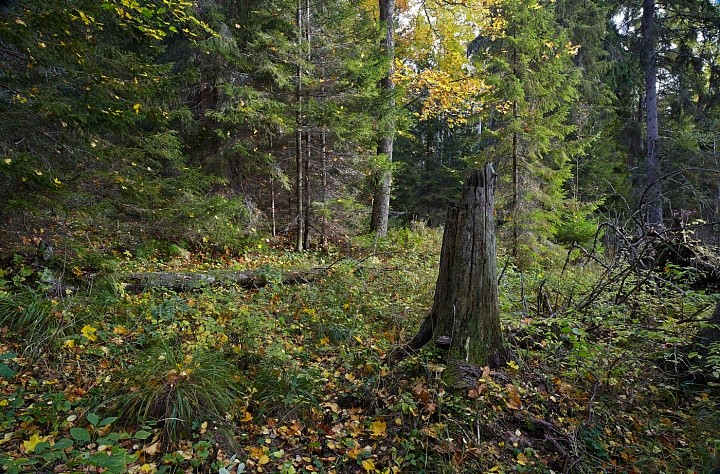 Осенний лес