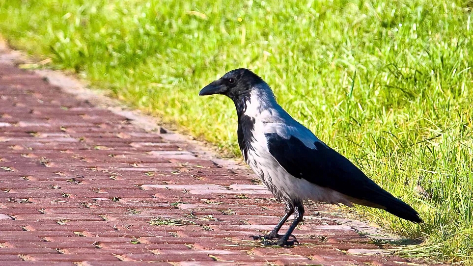 Прекрасное пленяет навсегда (фильм Павла Козионова)