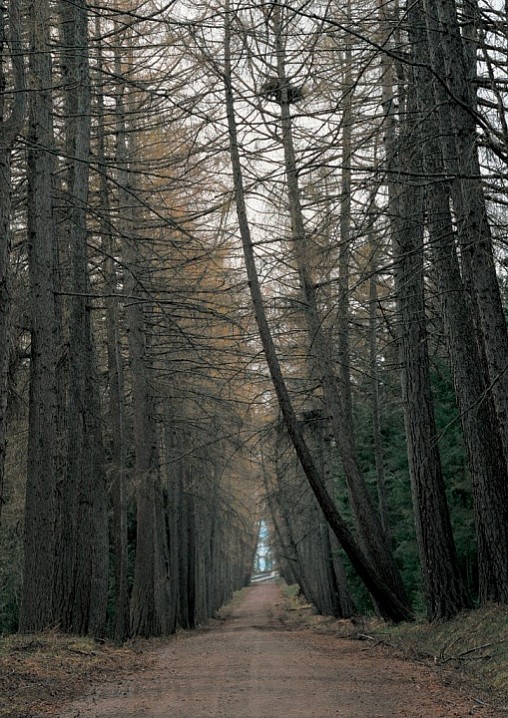 Аллея лиственниц. 2002 г.