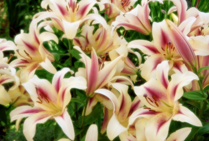 Цветы Нерукотворные