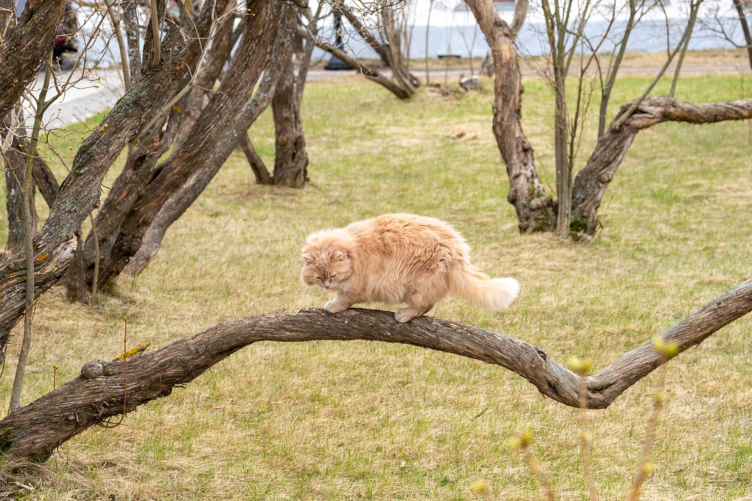 Фото Игоря Сазеева.