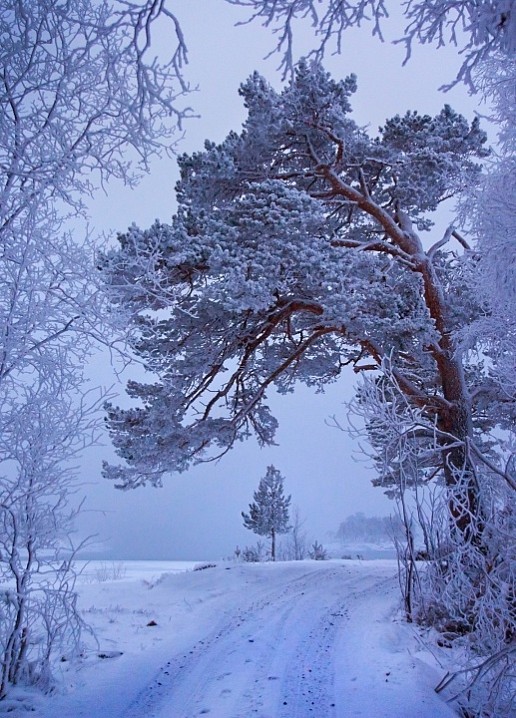 Зимне этюды