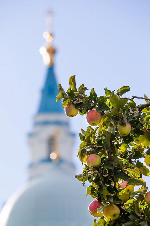 Яблочный урожай - украшение Валаамских садов и монастырских столов.