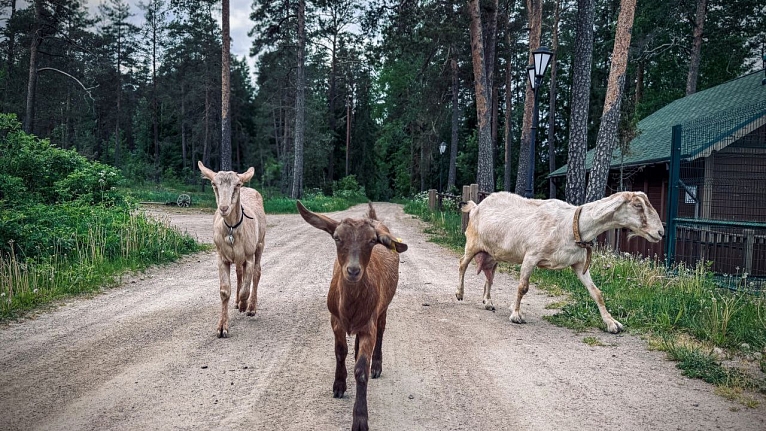 Записки трудника Валаамской фермы. Часть четвёртая