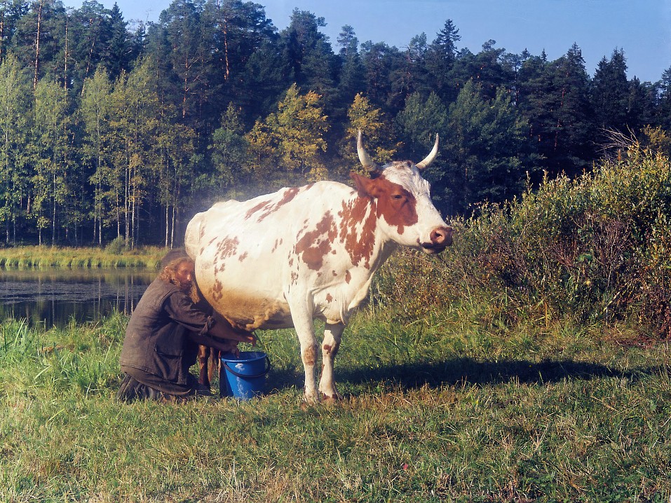 Дойка на выпасе. Фото Владимира Демина. 2000 год