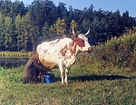 Дойка на выпасе. Фото Владимира Демина. 2000 год