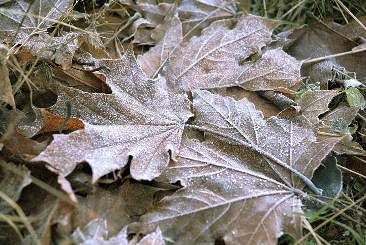 Первый заморозок