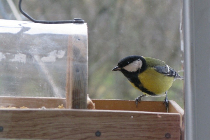 Деловитые, вцепившись лапками в край кормушки, хватали семя и спешили на соседнее дерево, “снимать обертку”.