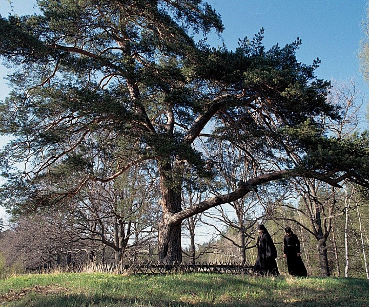 У сосны Шишкина. 1993 г.