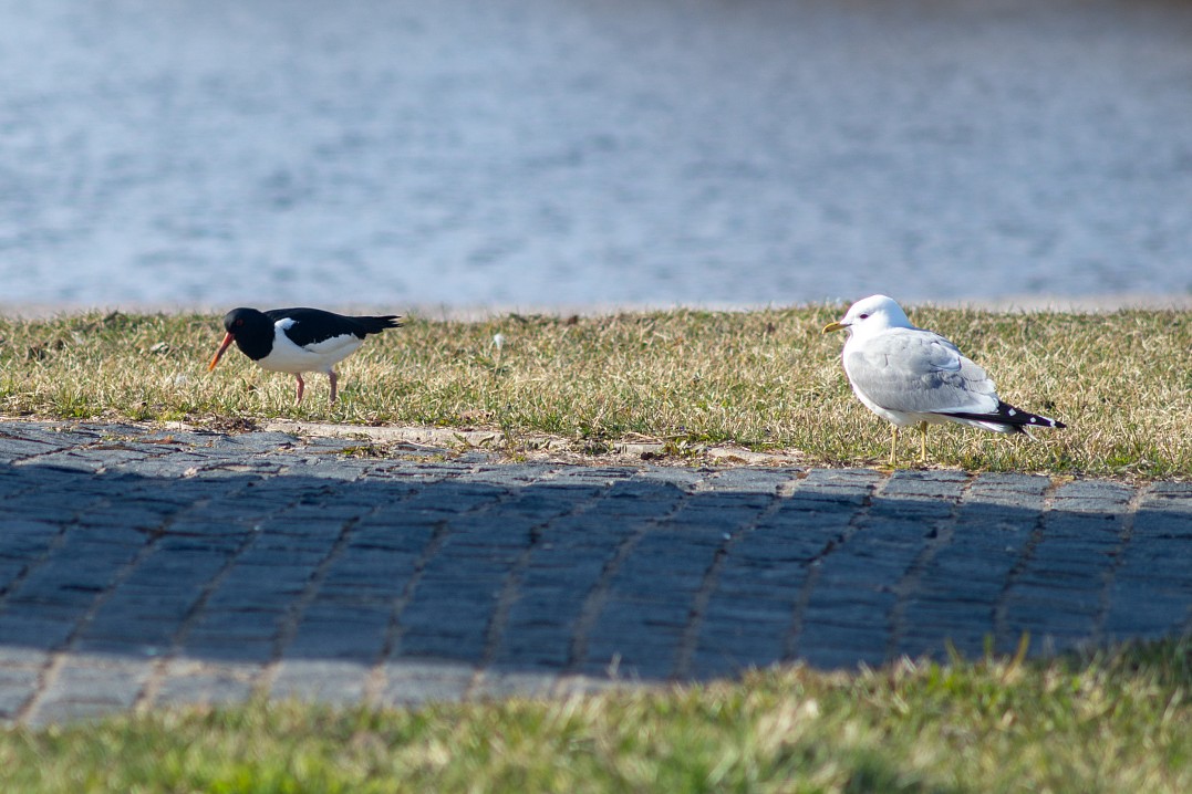 Фото Игоря САзеева.