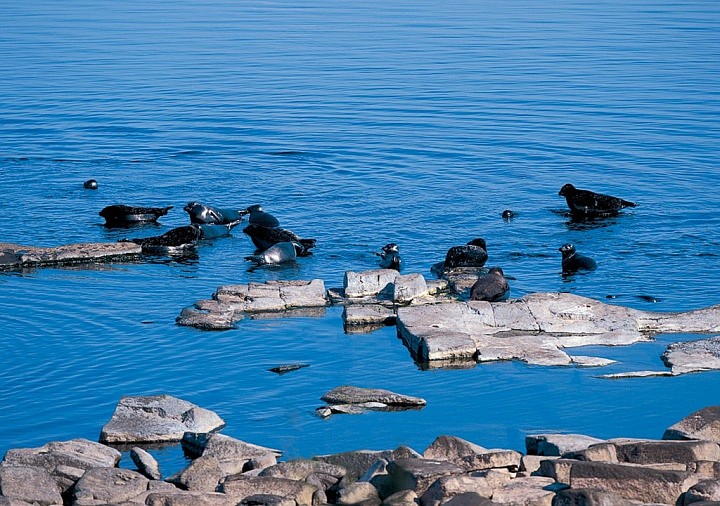 В водах, омывающих Валаамский архипелаг, обитает кольчатая ладожская нерпа. Остров Сосновый. 2003 г.