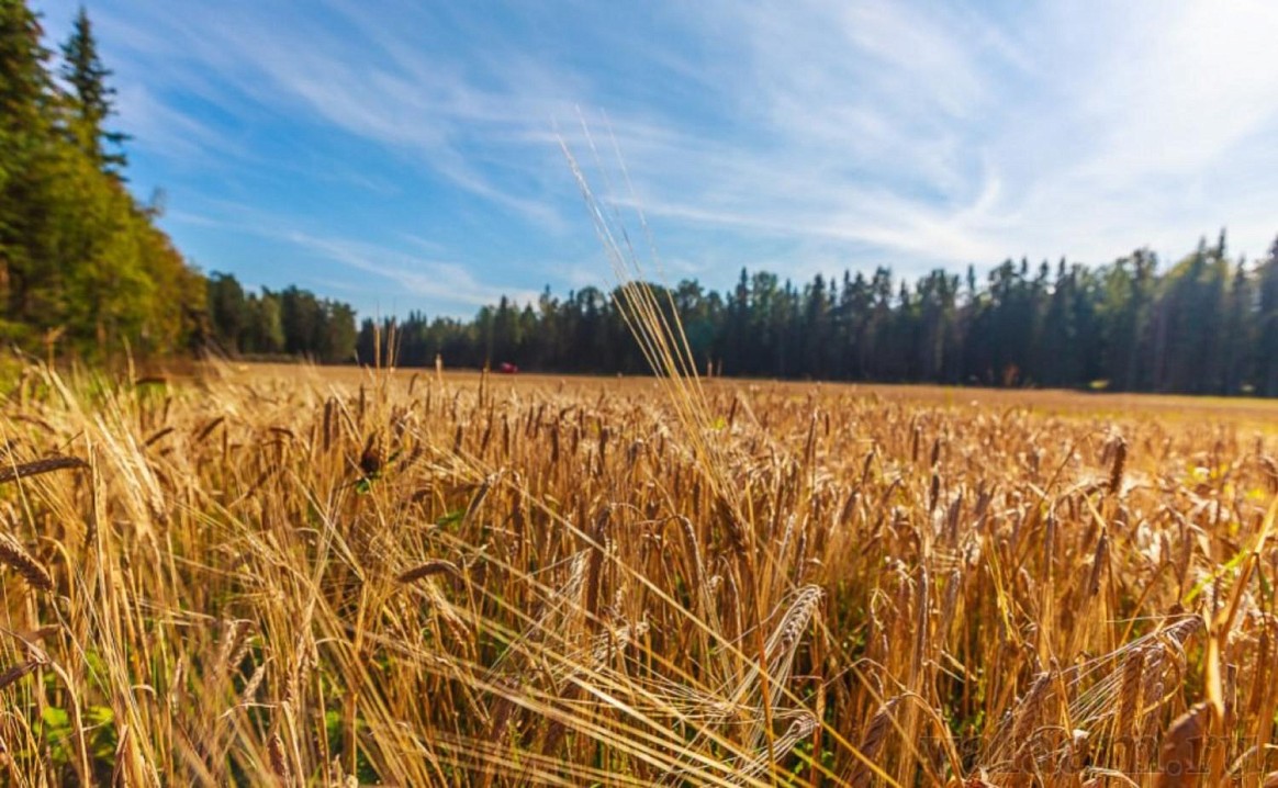 Трудами Николая Ильича - первый ячмень на Валааме