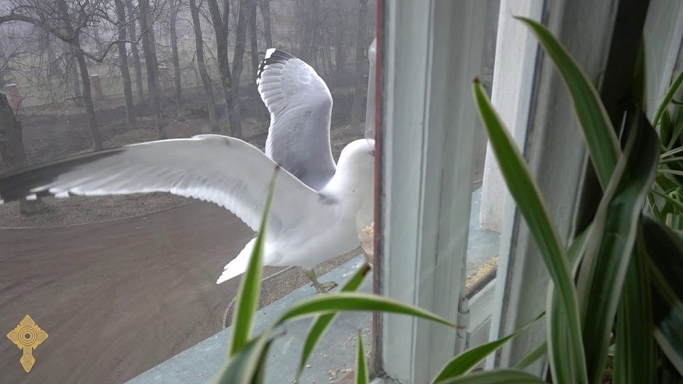 Братская трапеза для птичек-невеличек