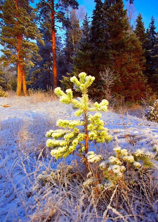 В лесу родилась...