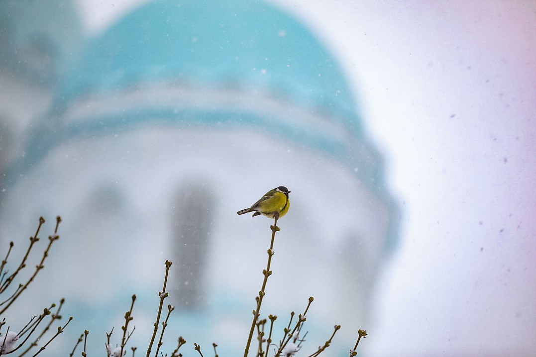 Божия пташка, Максим Губский