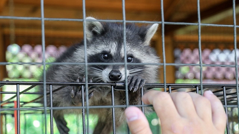 Записки трудника Валаамской фермы. Часть вторая