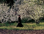 Цветение яблонь в Среднем саду. 2002 г.