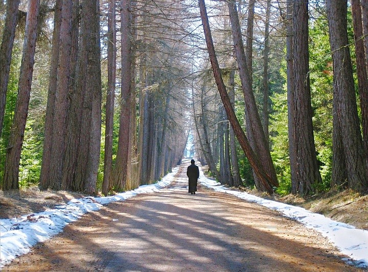 Лиственничная аллея