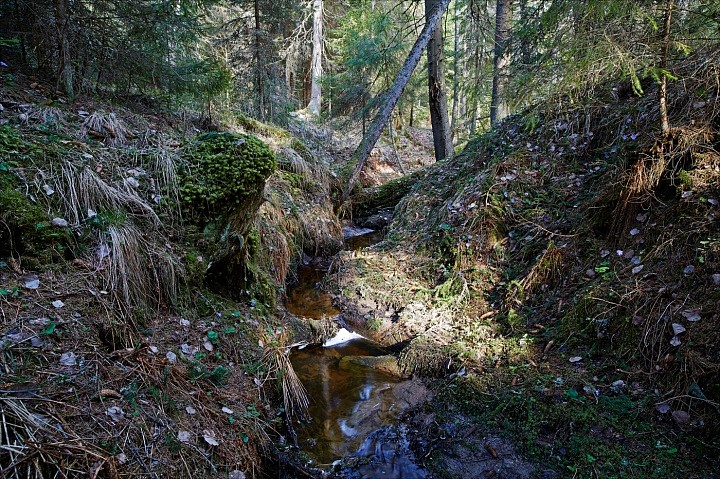 Лесной ручей