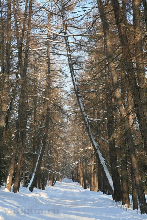 Лиственничная аллея, зима.