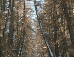 Лиственничная аллея, зима.