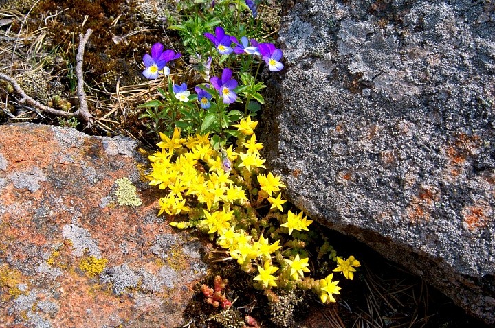 Цветы и Камни