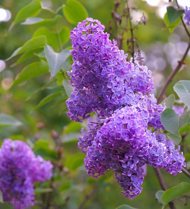 Персидская сирень