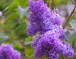 Персидская сирень
