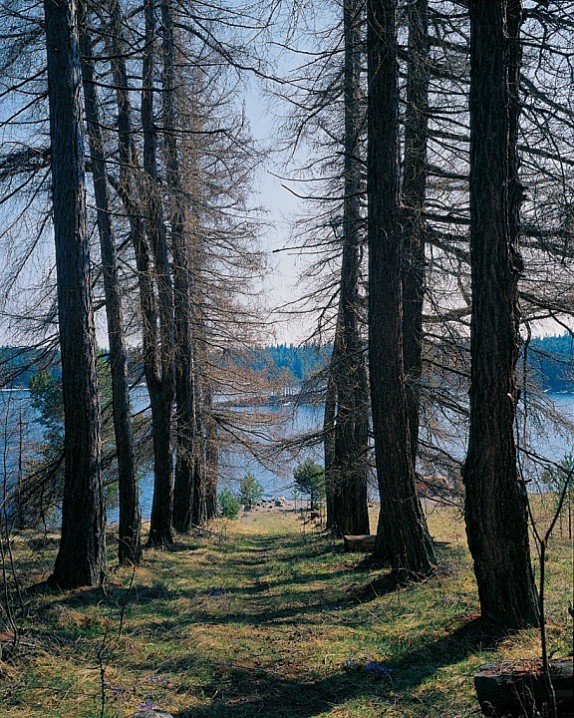 Аллея лиственниц, ведущая к причалу. 2004 г.
