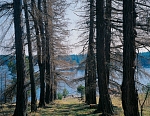 Аллея лиственниц, ведущая к причалу. 2004 г.