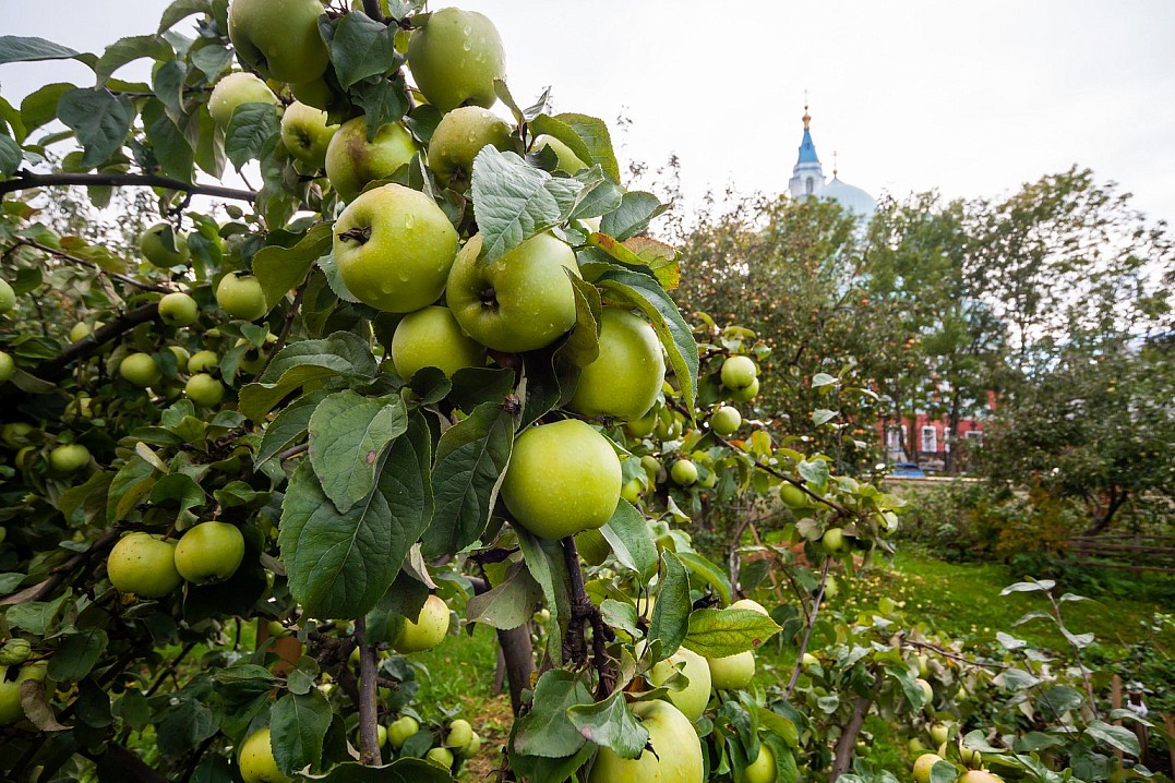 Яблочный урожай - украшение Валаамских садов и монастырских столов.
