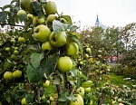 Яблочный урожай - украшение Валаамских садов и монастырских столов.