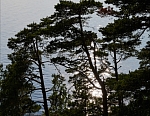 Сосны