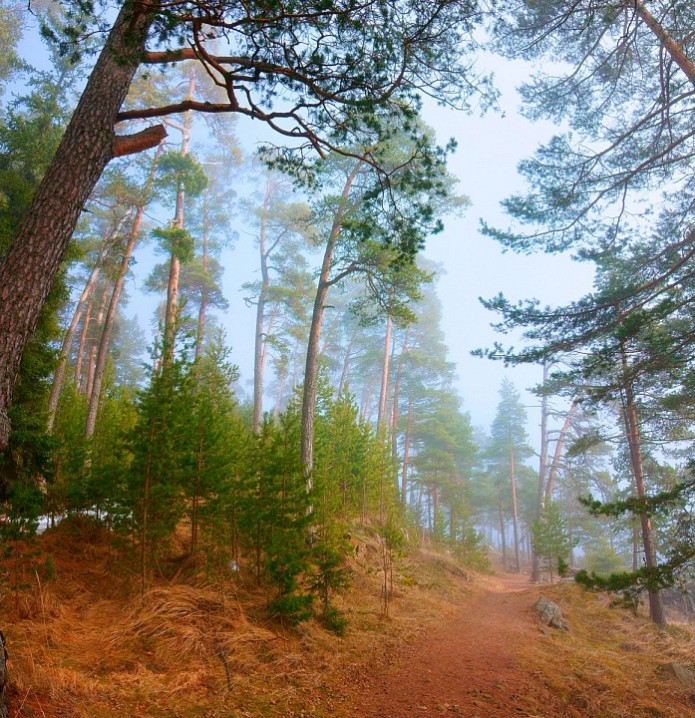 Золотисто - голубая дымка