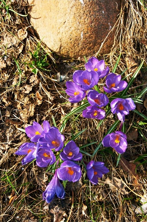 Поздние цветы