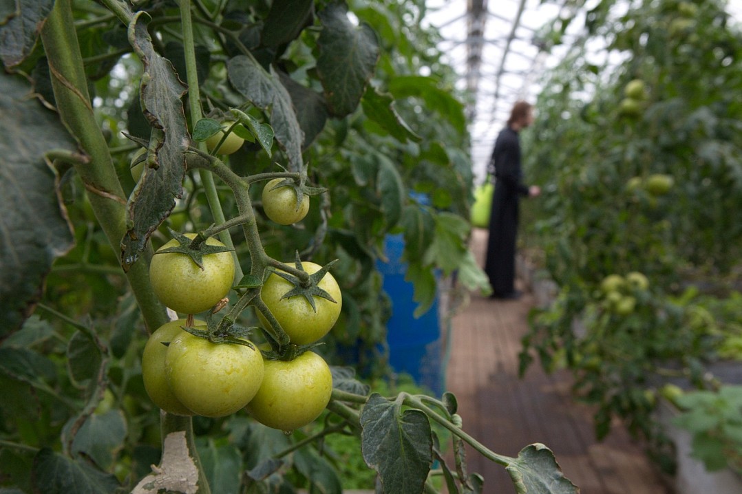 Собран сорт желтых помидоров