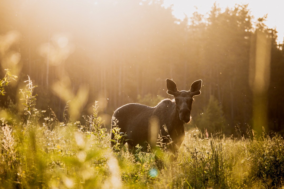 Лось, Иван Трандин